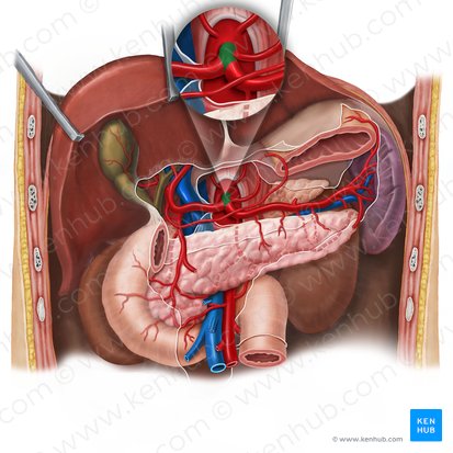 Celiac trunk (Truncus coeliacus); Image: Esther Gollan