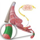 Sarcomere