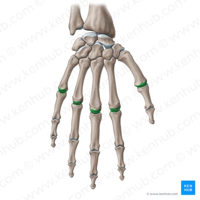 Articulações metacarpofalângicas (Articulationes metacarpophalangeae); Imagem: Paul Kim