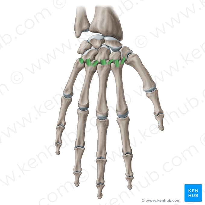 Ligamentos carpometacarpais dorsais (Ligamenta carpometacarpea dorsalia); Imagem: Paul Kim