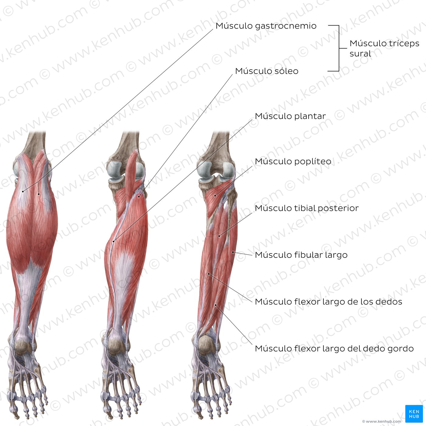 Vista posterior de los músculos de la rodilla y de la pierna