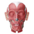 Facial muscles