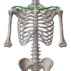 Ceinture scapulaire