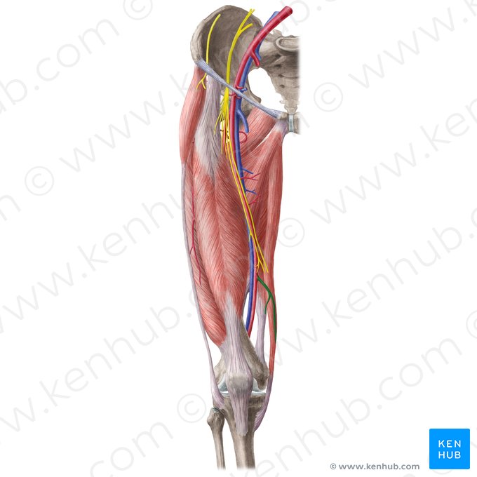 Descending genicular artery (Arteria descendens genus); Image: Liene Znotina