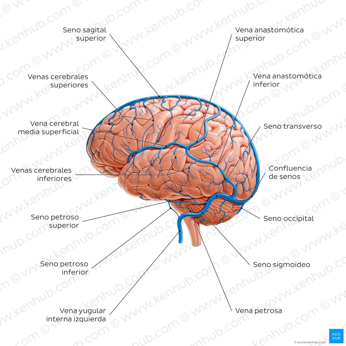 Cerebral veins - Lateral view