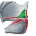 Arytenoid cartilage