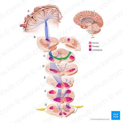 Sustancia negra (Substantia nigra); Imagen: Paul Kim