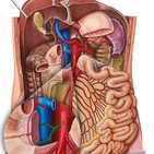 Inferior pancreaticoduodenal artery