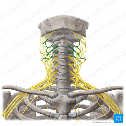 Plexus cervicalis (Halsgeflecht); Bild: Yousun Koh