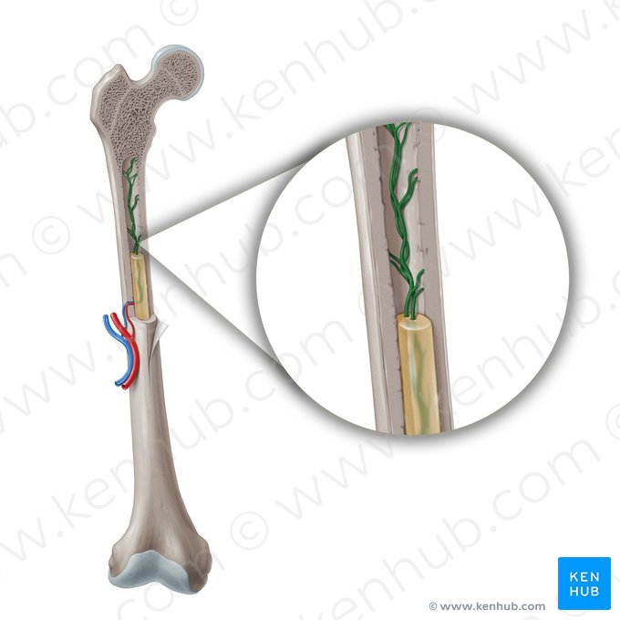 Medullary vessels (Vasa medullaris); Image: Paul Kim