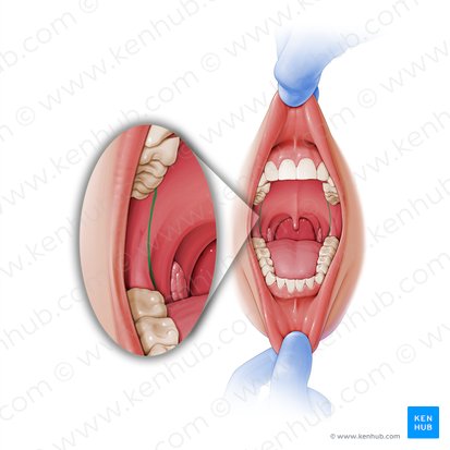 Rafe pterigomandibular (Raphe pterygomandibularis); Imagen: Paul Kim