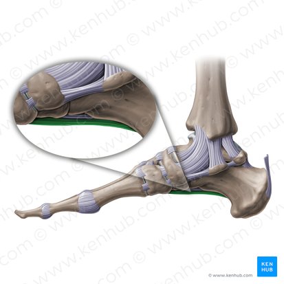 Ligamentum plantare longum (Langes Sohlenband); Bild: Paul Kim