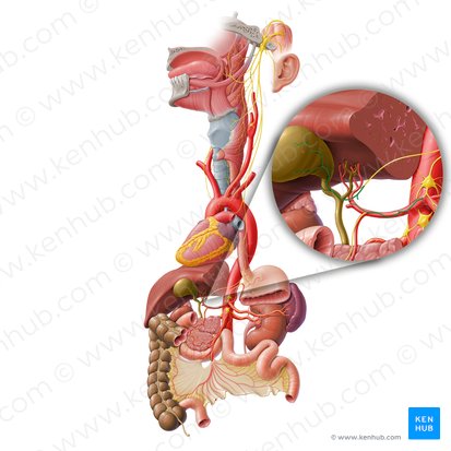 Plexus hépatique (Plexus hepaticus); Image : Paul Kim