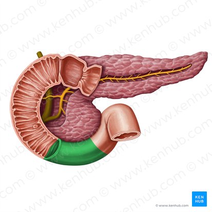 Horizontal part of duodenum (Pars horizontalis duodeni); Image: Irina Münstermann