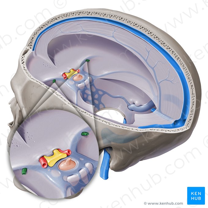 Superficial middle cerebral vein (Vena media superficialis cerebri); Image: Paul Kim