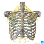 Lateral pectoral nerve