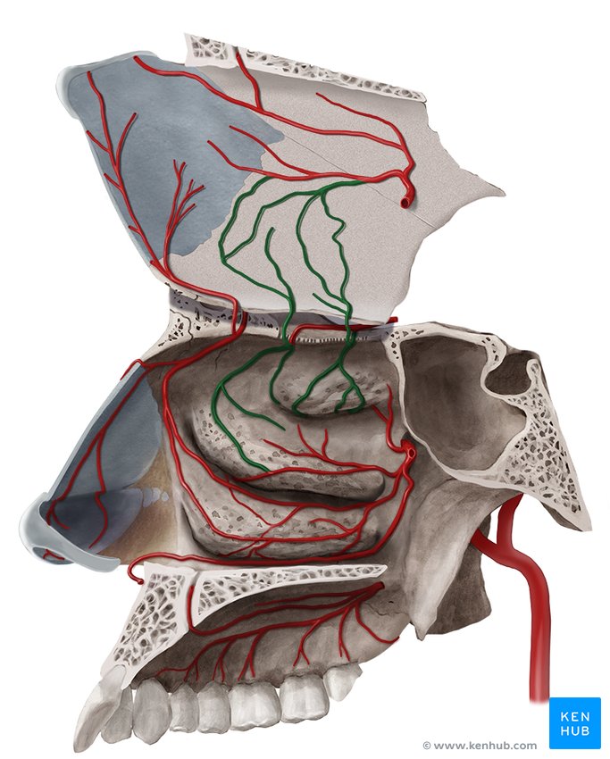 Septal and lateral nasal branches of posterior ethmoidal artery - medial view