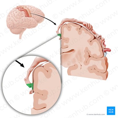 Cortex motorius digitorum pedis (Motorischer Kortex der Zehen); Bild: Paul Kim