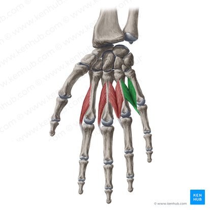 4th lumbrical muscle of hand (Musculus lumbricalis 4 manus); Image: Yousun Koh