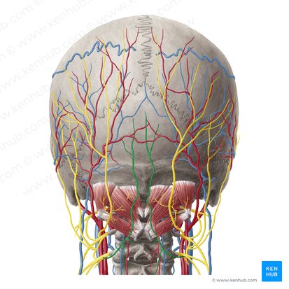 Third occipital nerve (Nervus occipitalis tertius); Image: Yousun Koh