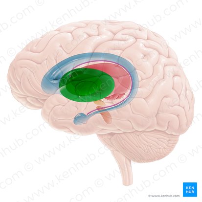 Núcleo lenticular (Nucleus lentiformis); Imagen: Paul Kim