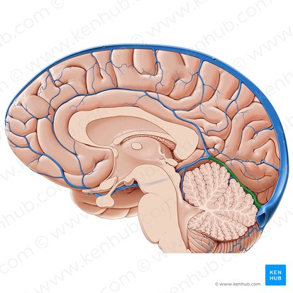 Straight sinus (Sinus rectus); Image: Paul Kim