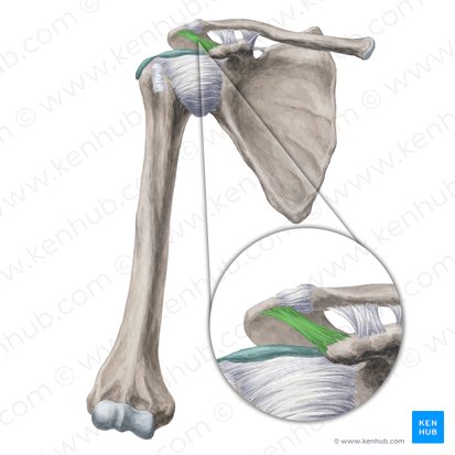 Coracoacromial ligament (Ligamentum coracoacromiale); Image: Yousun Koh