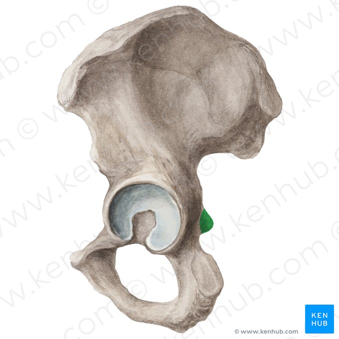 Ischial spine (Spina ischiadica); Image: Liene Znotina