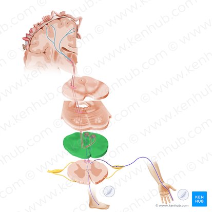 Medulla oblongata; Image: Paul Kim