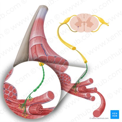 Axônio do neurônio motor (Axon motoneuronis); Imagem: Paul Kim