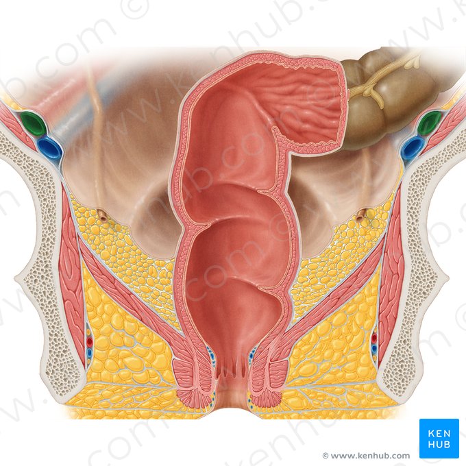 Artéria ilíaca externa (Arteria iliaca externa); Imagem: Samantha Zimmerman