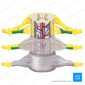 Spinal cord: Anatomy, structure, tracts and function | Kenhub