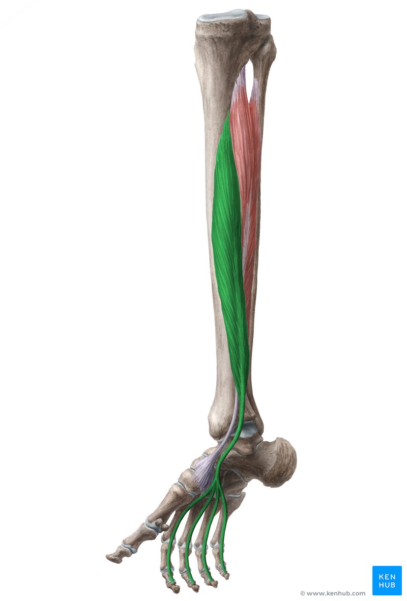 Flexor digitorum longus muscle (Musculus flexor digitorum longus)