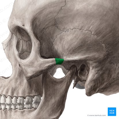 Zygomatic process of temporal bone (Processus zygomaticus ossis temporalis); Image: Yousun Koh