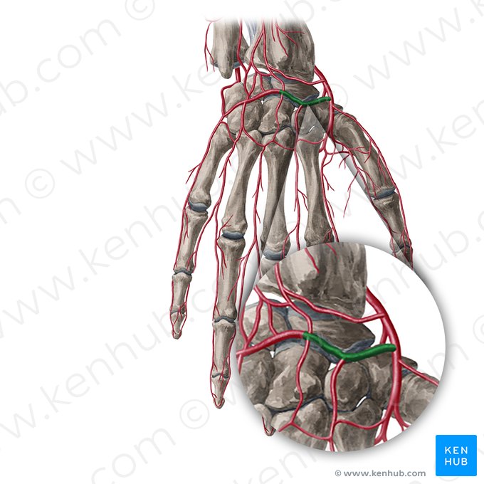 Rama carpiana dorsal de la arteria radial (Ramus carpeus dorsalis arteriae radialis); Imagen: Yousun Koh