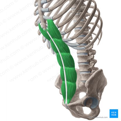 Músculo reto do abdome (Musculus rectus abdominis); Imagem: Yousun Koh