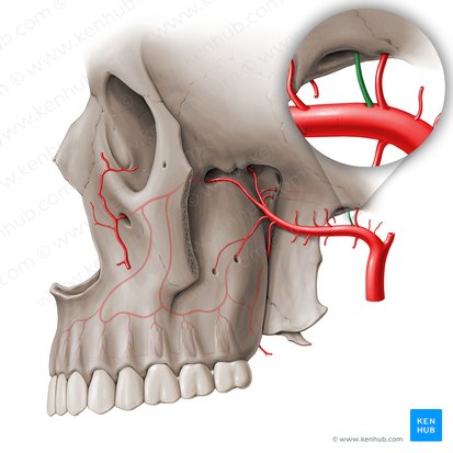 Accessory meningeal artery (Arteria meningea accessoria); Image: Paul Kim