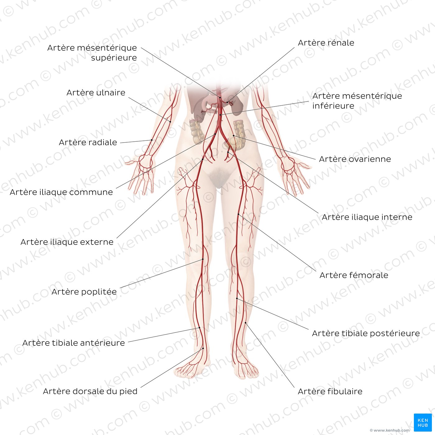 Système cardiovasculaire : Artères de la partie inférieure du corps