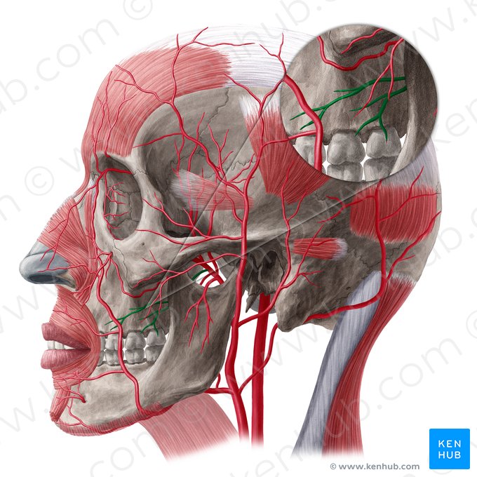 Buccal artery (Arteria buccalis); Image: Yousun Koh