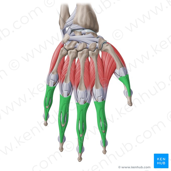 Extensor expansion of hand (Aponeurosis extensoria manus); Image: Paul Kim