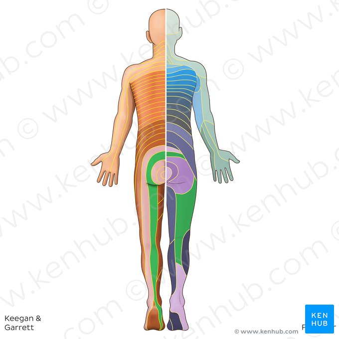 S2 dermatome (Dermatoma S2); Image: Irina Münstermann