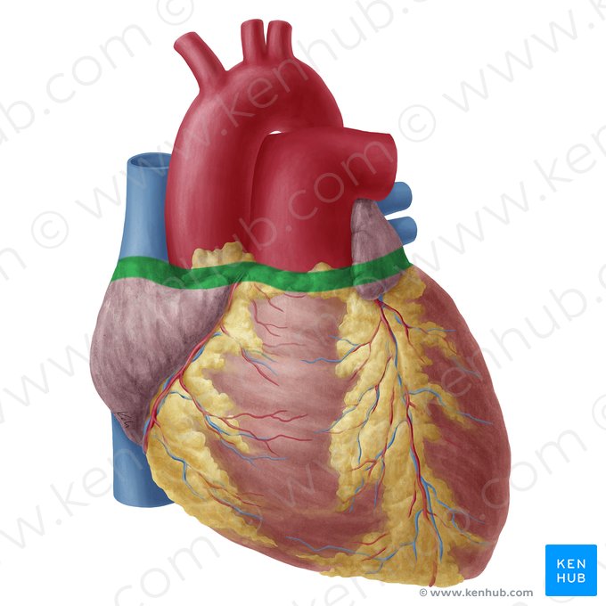 Borde superior del corazón (Margo superior cordis); Imagen: Yousun Koh