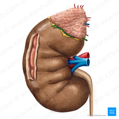 Arteria suprarenalis inferior (Untere Nebennierenarterie); Bild: Irina Münstermann