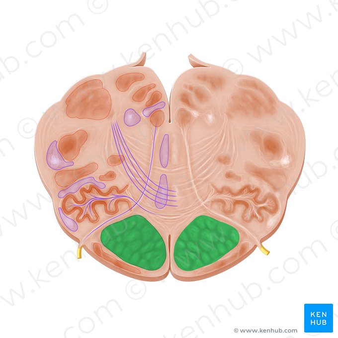 Pyramidal tract (Tractus pyramidalis); Image: Paul Kim