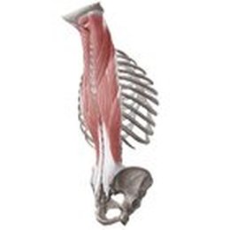 Muscles intrinsèques du dos