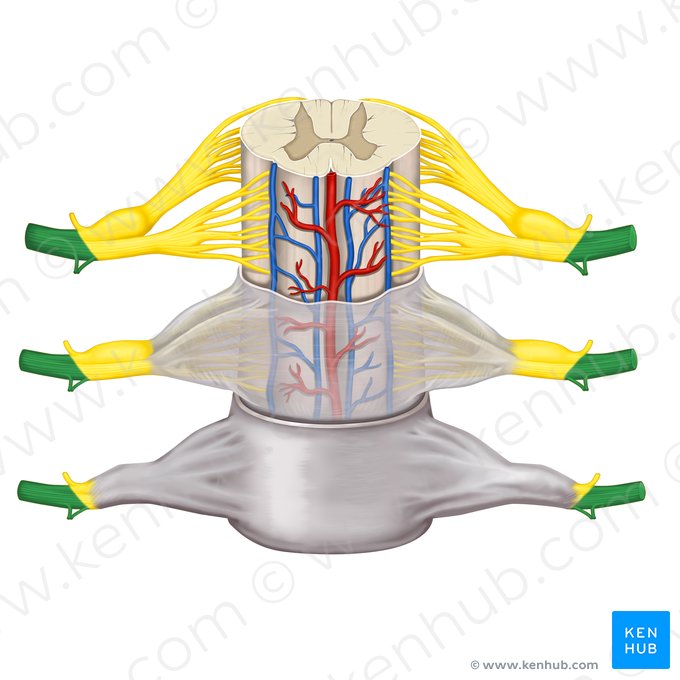 Anterior ramus of spinal nerve (Ramus anterior nervi spinalis); Image: Rebecca Betts