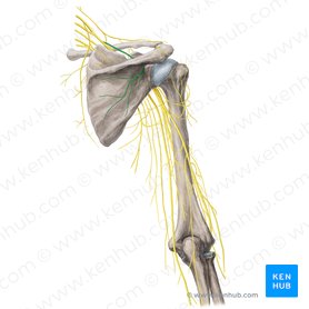Suprascapular nerve (Nervus suprascapularis); Image: Yousun Koh