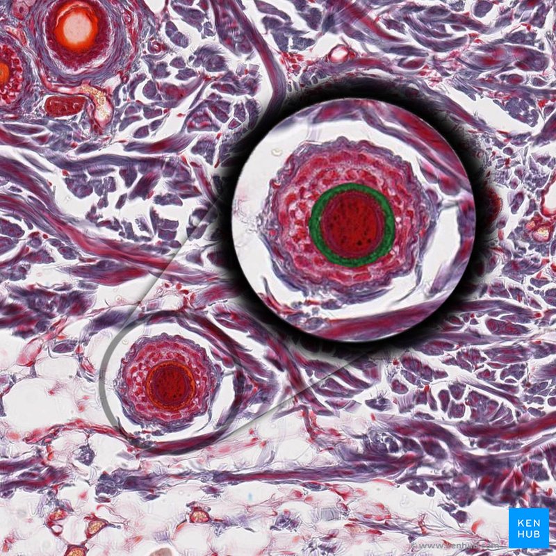 Hair cuticle - histological slide