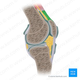 Tendon of quadriceps femoris muscle (Tendo musculi quadricipitis femoris); Image: Paul Kim