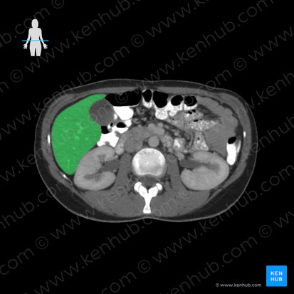 Liver (Hepar); Image: 